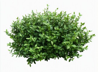 Obraz premium Lush Green Shrub Displaying Vibrant Foliage Ideal for Landscape Gardening Projects : Generative AI