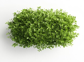 Fototapeta premium Top View of Dense Green Bush with Rich Leafy Texture on White Background : Generative AI