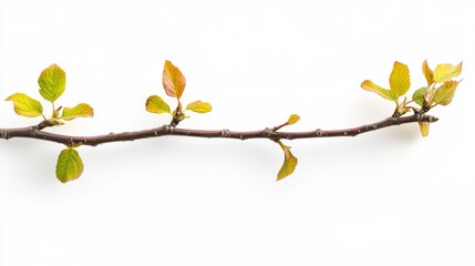 Fototapeta premium Spring branch with fresh leaves for nature design and decor