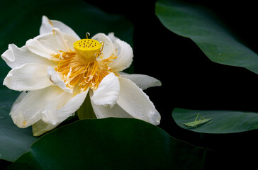 Lotus flowers of various shapes and colors