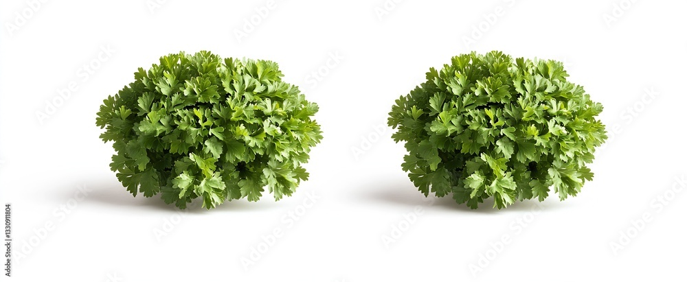 Aufkleber freshly harvested bunches of cilantro green leaves with vibrant color and texture on white backgroun