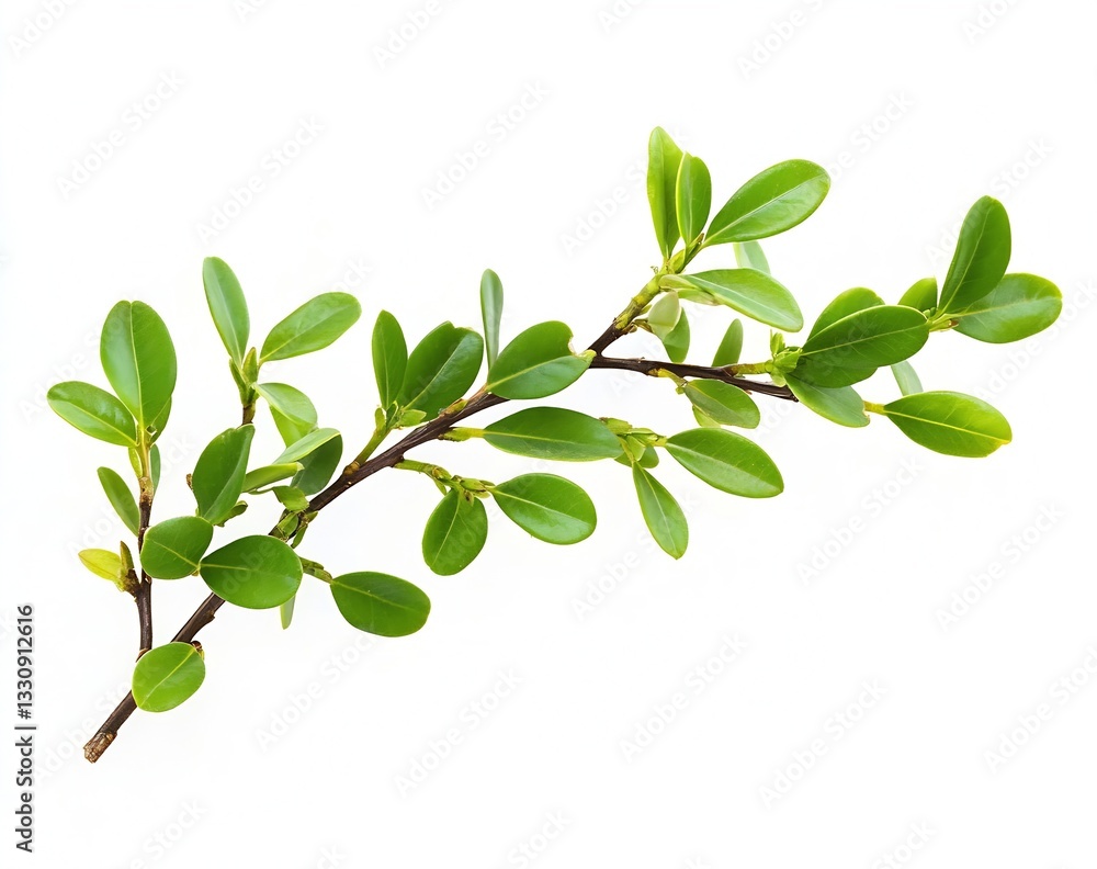 Poster lush green stem adorned with numerous leaves capturing essence of nature against a bright backdrop :