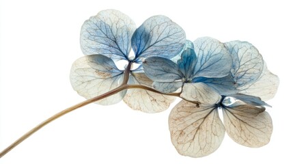 Delicate blue hydrangea flowers on white background for botanical design projects