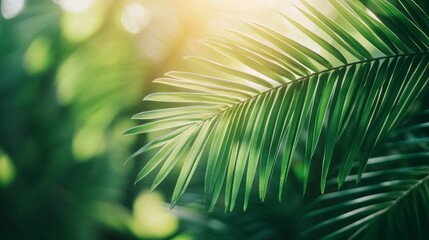 Obraz premium Sunlit tropical palm leaves in lush greenery - nature background for design inspiration