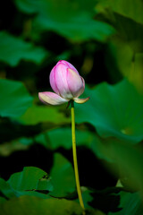 Obraz premium Lotus flowers of various shapes and colors