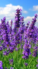 Obraz premium Vibrant Purple Lavender Field Under Blue Sky