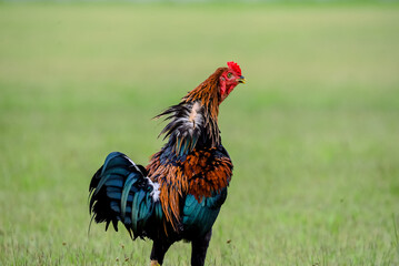 Roster, ayam jago merah