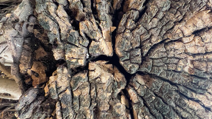 Old stump background, brown and black stump, old stump with cracks and breaks, stump background.