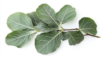 Obraz premium Serene Green Leaves Branch on White Background: A Botanical Study