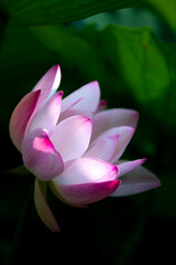 Lotus flowers of various shapes and colors