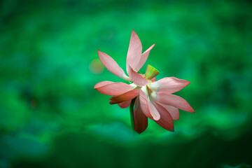 Lotus flowers of various shapes and colors