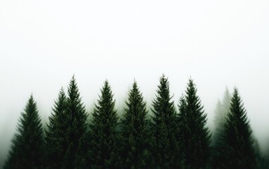 Obraz premium Dark Green Pine Trees in Foggy White Forest