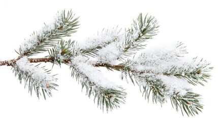 Fototapeta premium Snow-Covered Pine Branch in Winter Wonderland