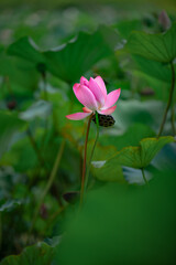 Lotus flowers of various shapes and colors