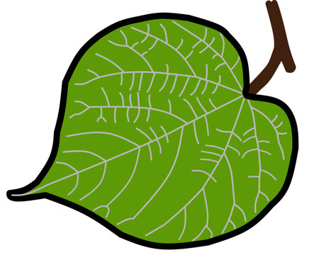 Vector illustration of leaf isolated on white background