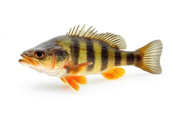 A single freshwater fish isolated on white background.