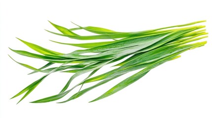 Fototapeta premium Vibrant Green Grass Blades Isolated on White Background