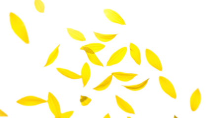 舞い散る向日葵の花びら、真夏のイメージ背景
