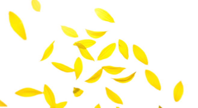 舞い散る向日葵の花びら、真夏のイメージ背景