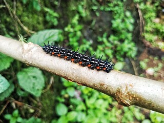spiky black and orange caterpillar crawling on garden branch