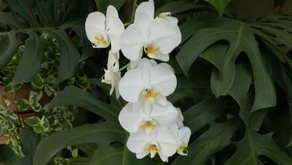 a group of fresh white orchid flowers that thrive in tropical climates. Can used for marketing concept