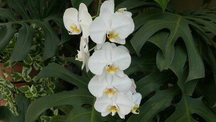 The freshness of the moon orchid that thrives in tropical weather.. can used for magazine concept.