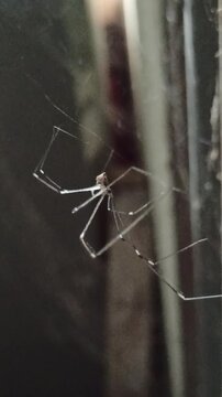 Latreillia elegans in the yard