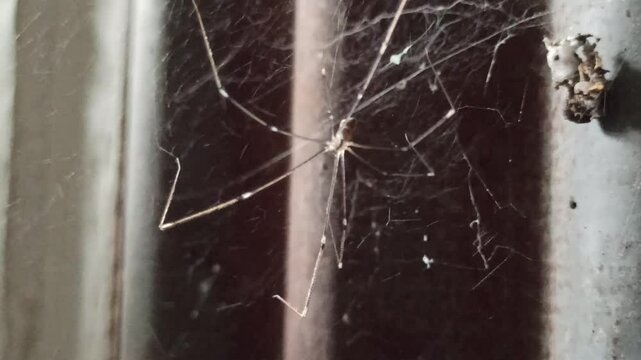 Latreillia elegans in the yard