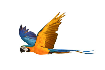 Colorful flying Blue and Gold Macaw parrot isolated on transparent background png file