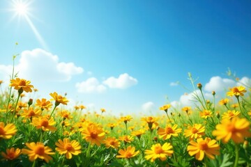 Fototapeta premium Golden marigolds carpet a sunlit meadow, cloudless azure above, sun, summer