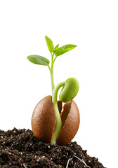 Sprout emerging from seed in fertile soil, symbolizing new beginnings.