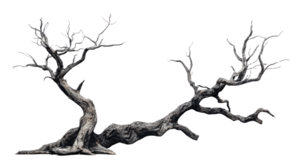 Gnarled dead tree branches reaching across transparent background