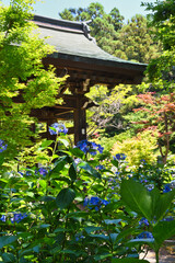 本土寺　美しい紫陽花（あじさい,アジサイ）コピースペースあり（日本千葉県松戸市）　Hondo-ji Temple （Hondoji Temple)　Beautiful hydrangea, copy space available (Matsudo City, Chiba Prefecture, Japan)