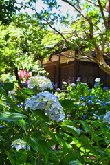 本土寺　美しい紫陽花（あじさい,アジサイ）コピースペースあり（日本千葉県松戸市）　Hondo-ji Temple （Hondoji Temple)　Beautiful hydrangea, copy space available (Matsudo City, Chiba Prefecture, Japan)
