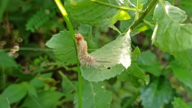 the horrible white caterpillar