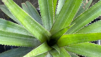Fototapeta premium pineapple fruit plant: has spur-shaped leaves and the edges of the leaves are spiny