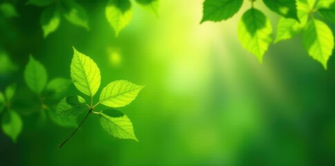 Fototapeta premium Gentle breeze rustling new leaves, emerald canopy, shadow, bright