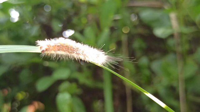 the horrible white caterpillar