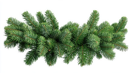 Obraz premium Pine trees and red berries