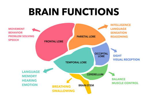 Brain sections and organ part functions in labeled anatomical outline diagram. Medical biological explanation scheme with lobe, brainstem and cerebellum description vector illustration.