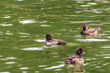 Male tufted duck, Aythya fuligula, swim in the pond