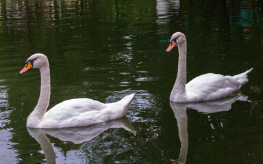 Two Graceful white Swans swimming in the lake, swans in the wild