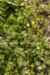 The first spring wild flowers close-up.