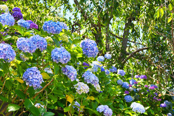 本土寺　美しい紫陽花（あじさい,アジサイ）コピースペースあり（日本千葉県松戸市）　Hondo-ji Temple （Hondoji Temple)　Beautiful hydrangea, copy space available (Matsudo City, Chiba Prefecture, Japan)
