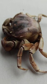 Gecarcinucoidea in the yard