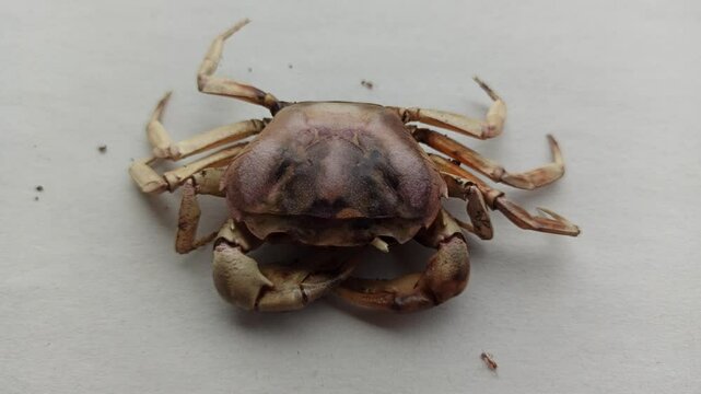 Gecarcinucoidea in the yard