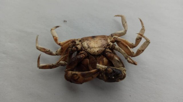 Gecarcinucoidea in the yard