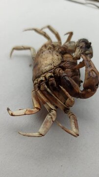 Gecarcinucoidea in the yard
