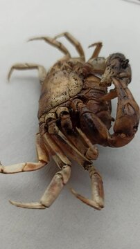 Gecarcinucoidea in the yard