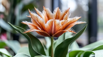 Obraz premium Fringed Tulip Bloom Vibrant Orange White Spring Flower